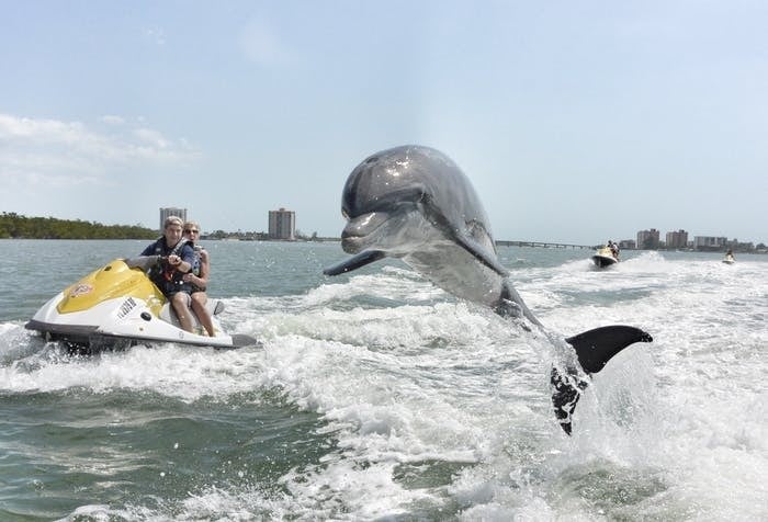 dolphin jumping in the air while two people on a jet ski watch