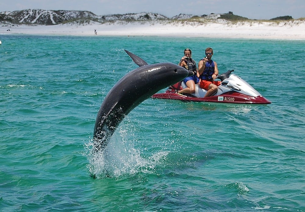 dolphin jumping in the air while two people on a jet ski watch