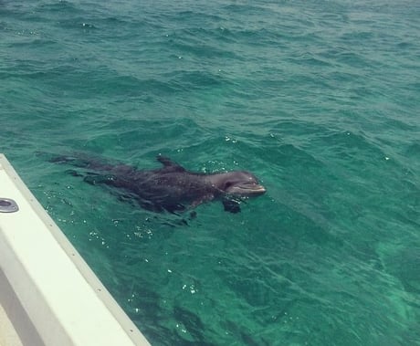 dolphin swimming up to the side of a dolphin tour boat in destin florida