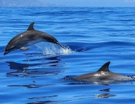 two dolphins swimming in blue water