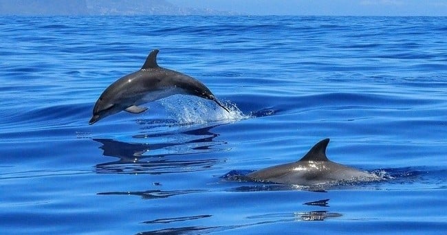 dolphins swimming near a boat in destin florida