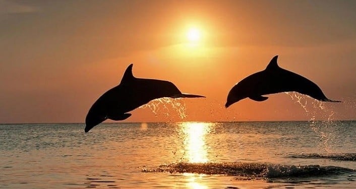 dolphins jumping at sunset in the destin harbor