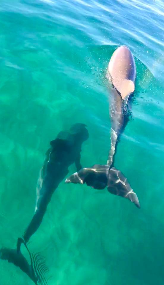 two dolphins in the water of the destin harbor