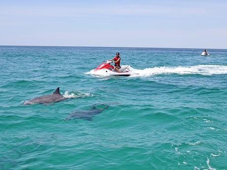 man on a waverunner looking at dolphins playing in the gulf of mexico