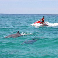 man on a jet ski looking at dolphins