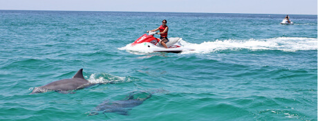 man on a waverunner looking at dolphins