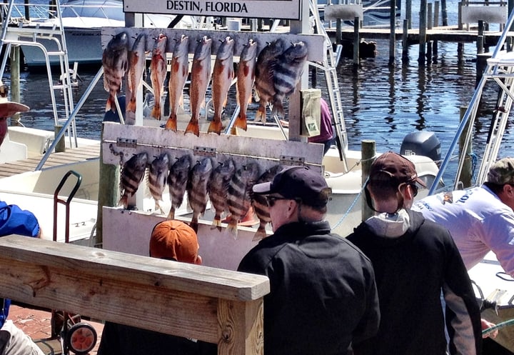 0313fishreport-2