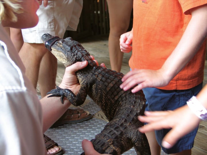 holding baby alligators