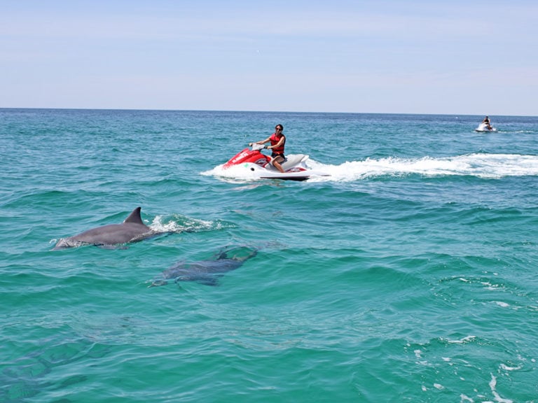 man driving a jet ski in destin florida looking at dolphins that are swimming next to him 